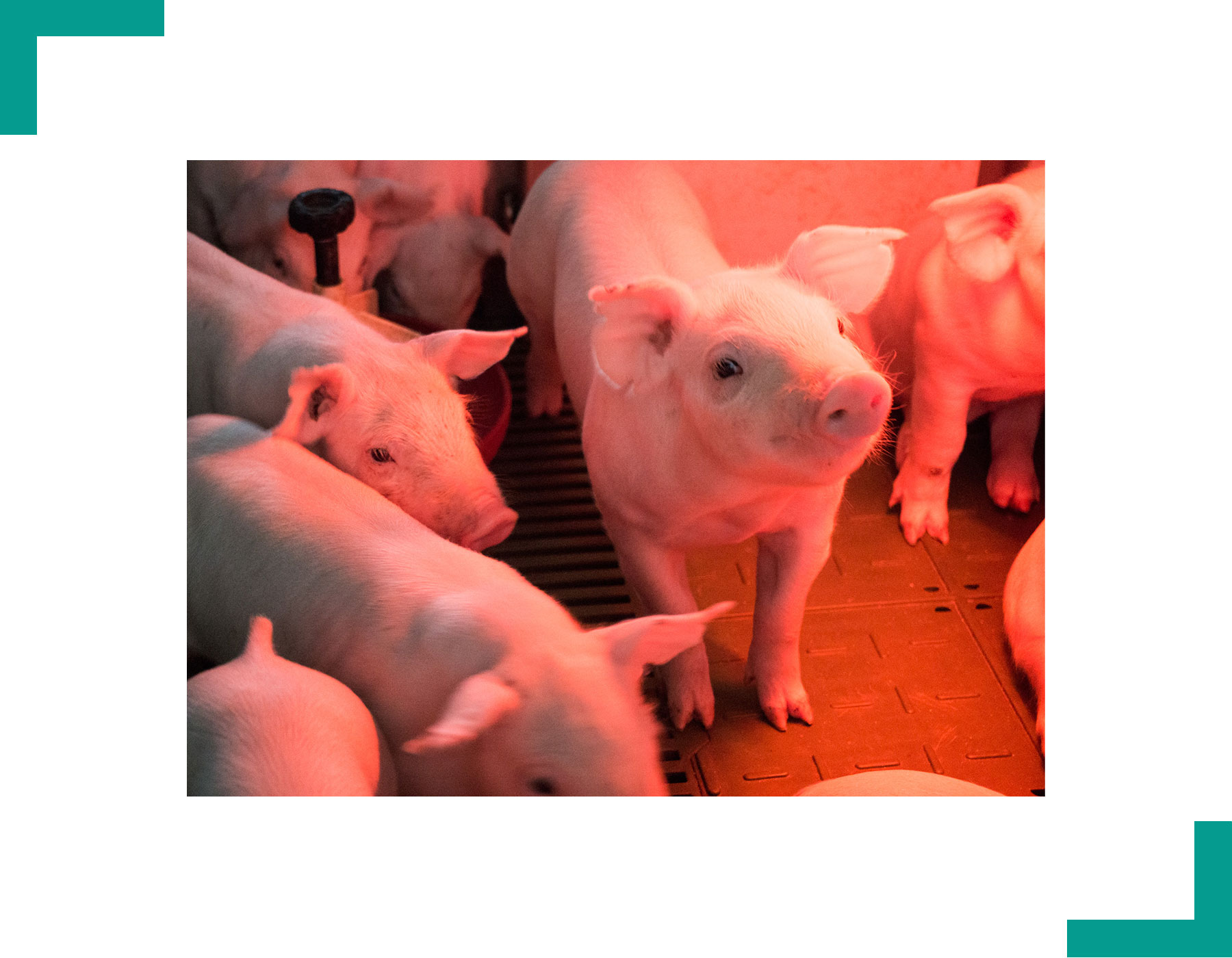 Asociación De Porcicultores De Guatemala Apogua